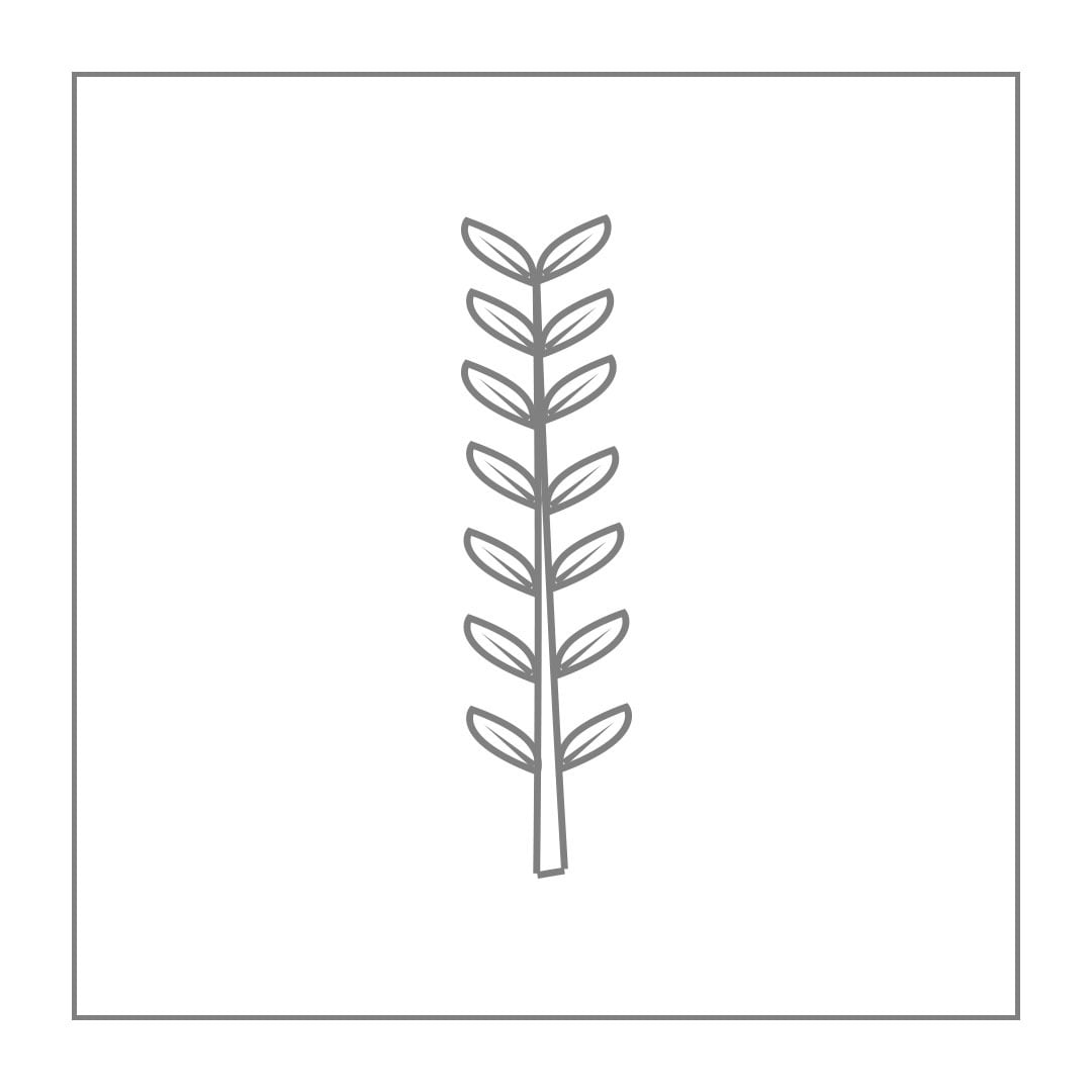 Eucalyptus parvifolia 3