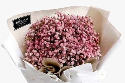 Baby breath colour pink