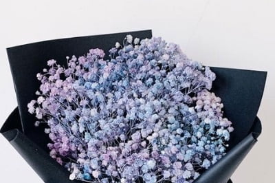 Baby breath colour purple