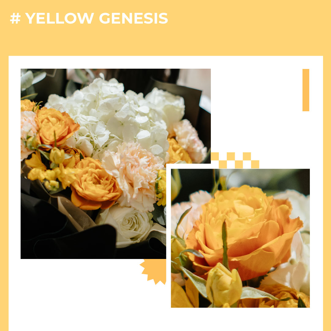 Yellow genesis 3