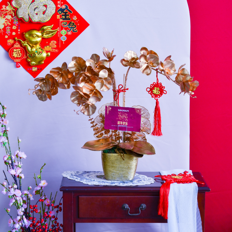 金兔迎春 golden spring decorative orchid flower - cny flower free delivery to kl/pj